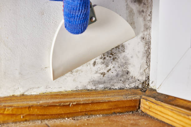 Best Basement Mold Removal  in Kiel, WI