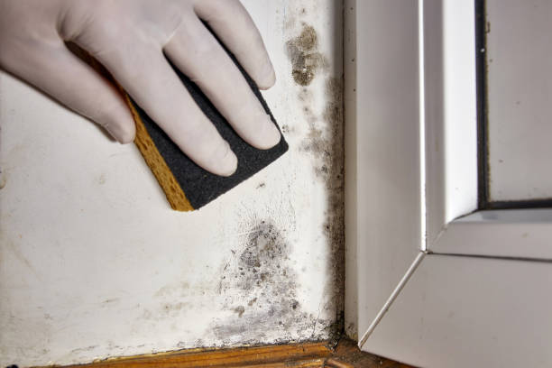 Best Crawl Space Mold Remediation  in Kiel, WI